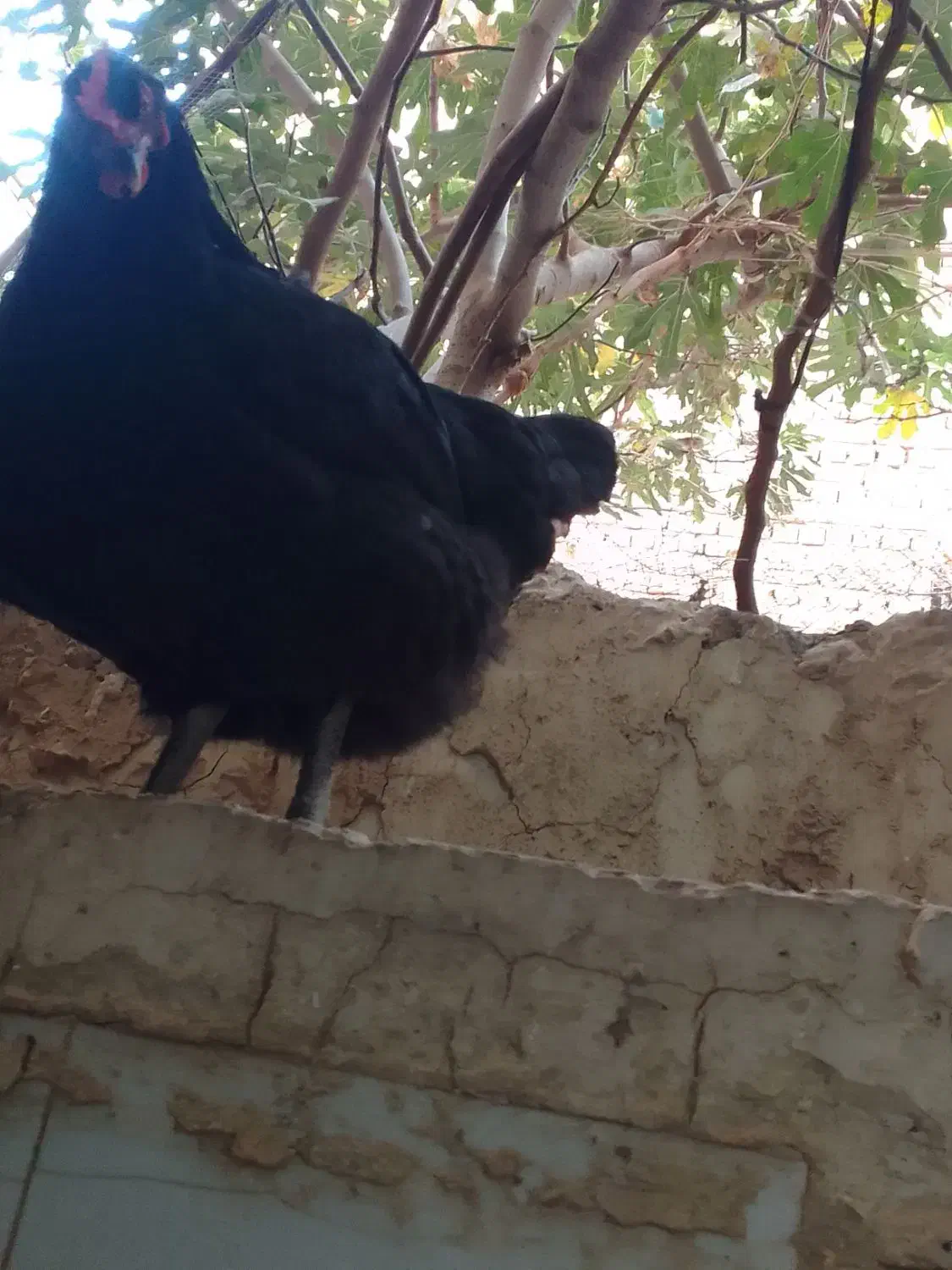 مرغ جوان تخم گذار|حیوانات مزرعه|قم, قلعه کامکار|دیوار