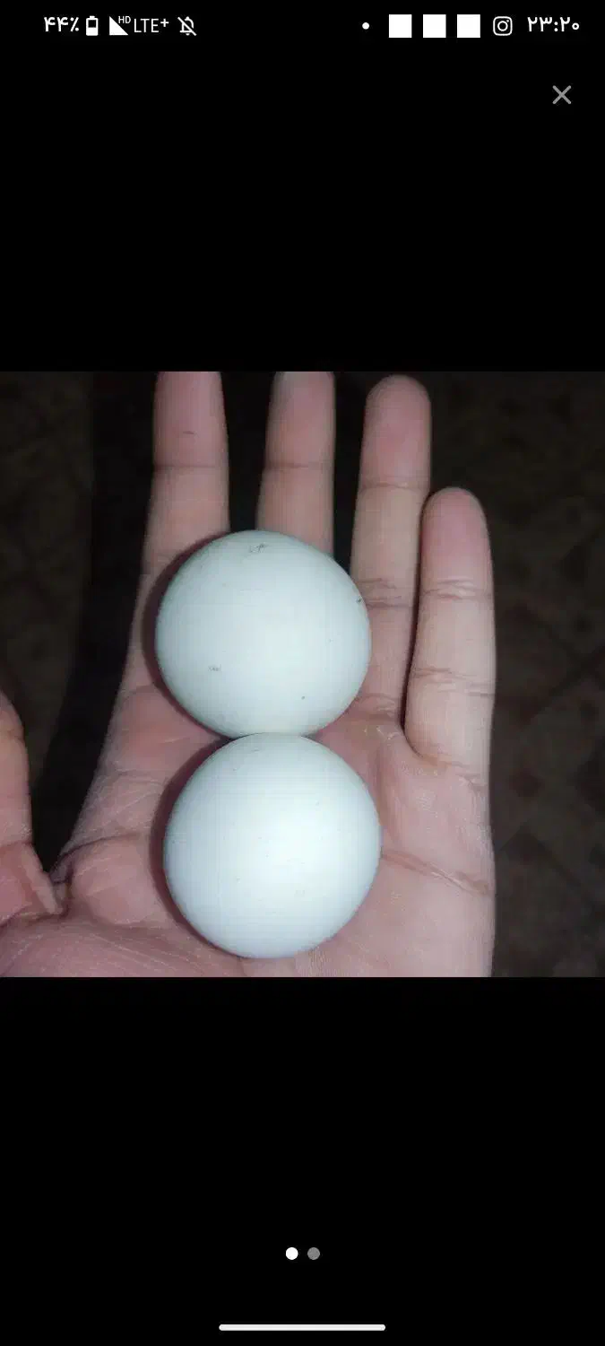 فروش|کلکسیون اشیاء عتیقه|مشهد, نوده|دیوار