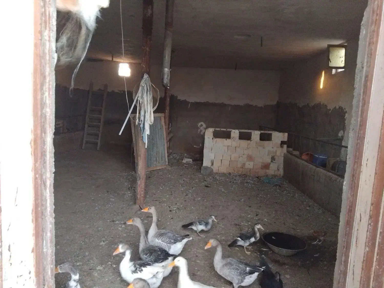 فروش گاوداری|فروش دفتر صنعتی، کشاورزی، تجاری|میانه, |دیوار