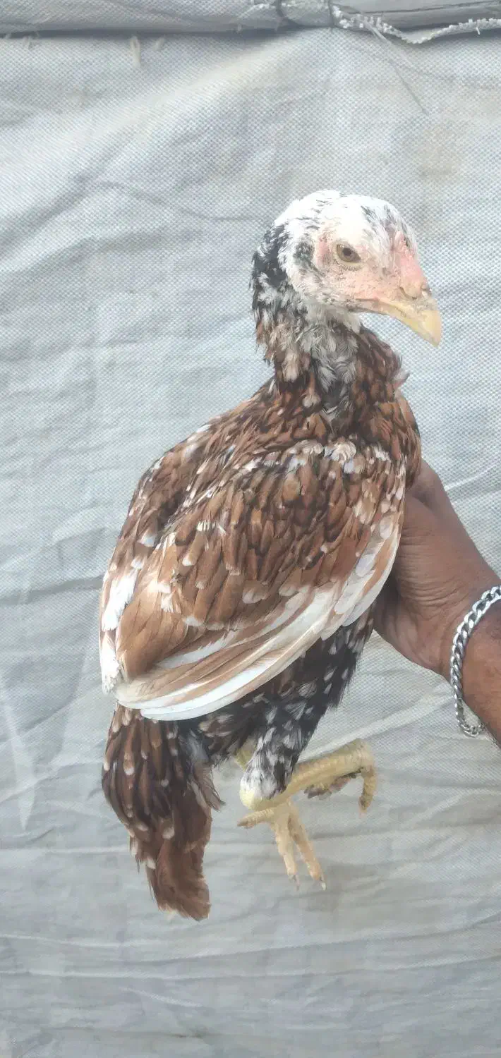 مرغ هندی پولکی نسل بالا وارداتی تضمینی|حیوانات مزرعه|میناب, |دیوار