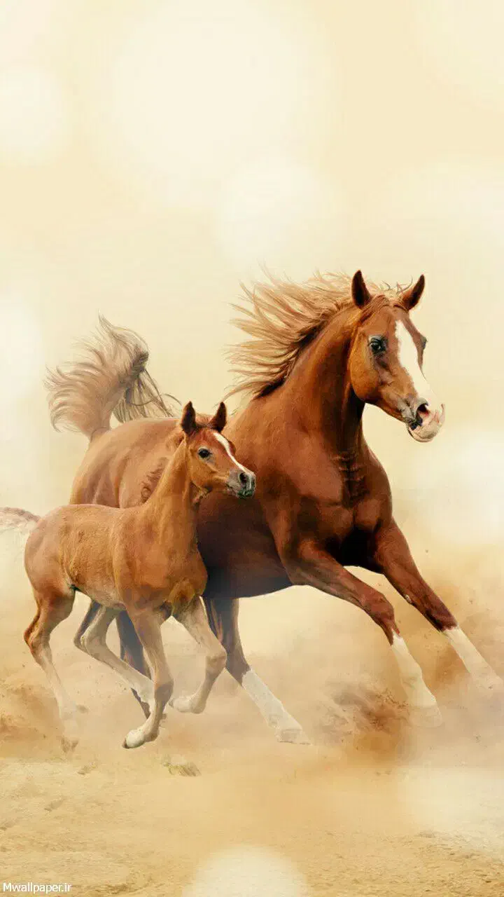 اسب سواری بصورت گشت آزاد|اسب و تجهیزات اسب‌سواری|خمینی‌شهر, |دیوار