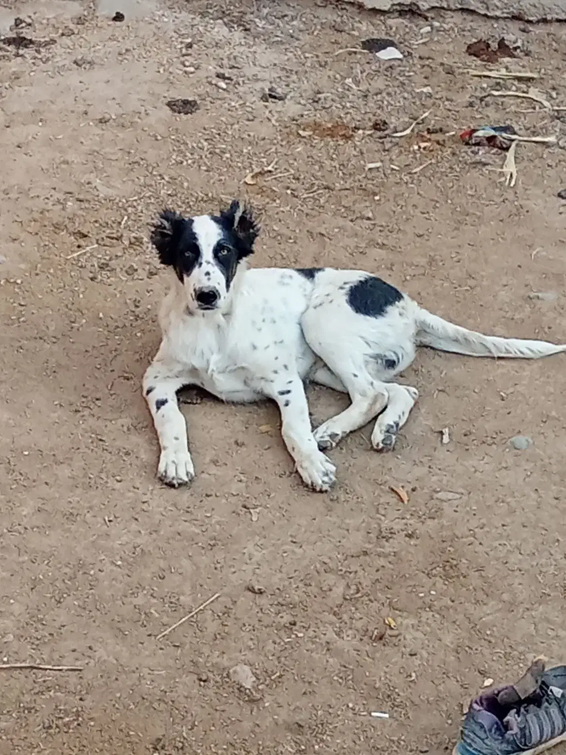 سگ خراسانی|سگ|کاشمر, |دیوار