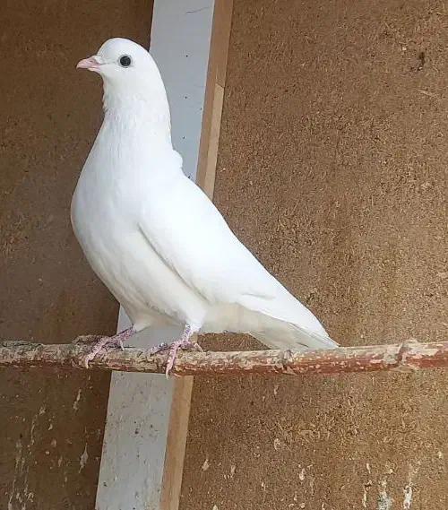 یک جفت نر سورور و ماده سفید یکت قهوه ای|پرنده|کرج, شهرک نهال و بذر|دیوار