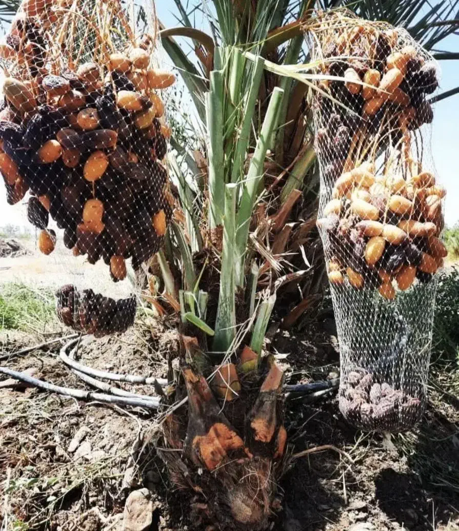 دیمیت نخل مجول|خدمات باغبانی و درختکاری|بوشهر, |دیوار