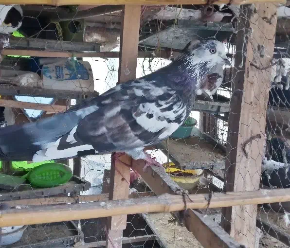 کبوتر سوسکی نر غریب|پرنده|رشت, کوی فکوری|دیوار