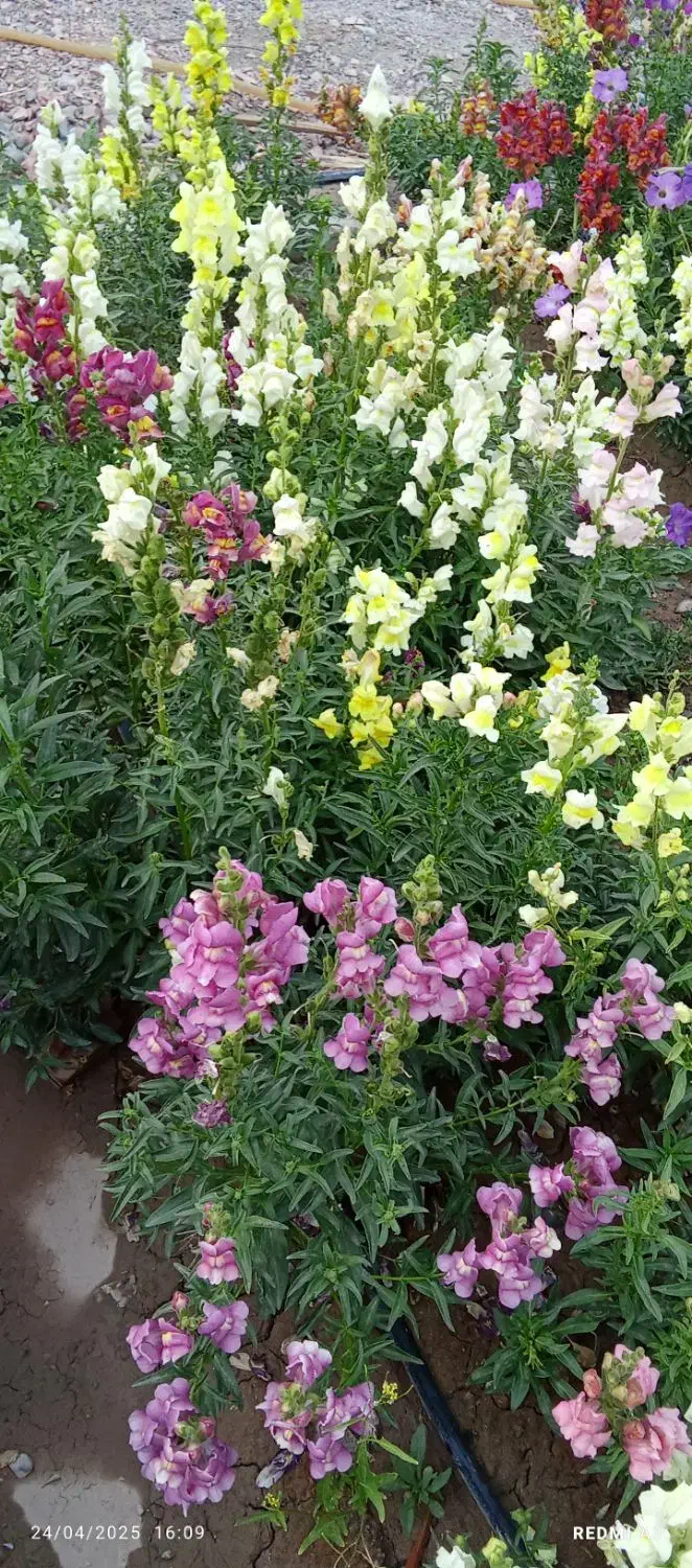 ۵عددسینینهالگلمیمونیپابلند|گل و گیاه طبیعی|جیرفت, |دیوار