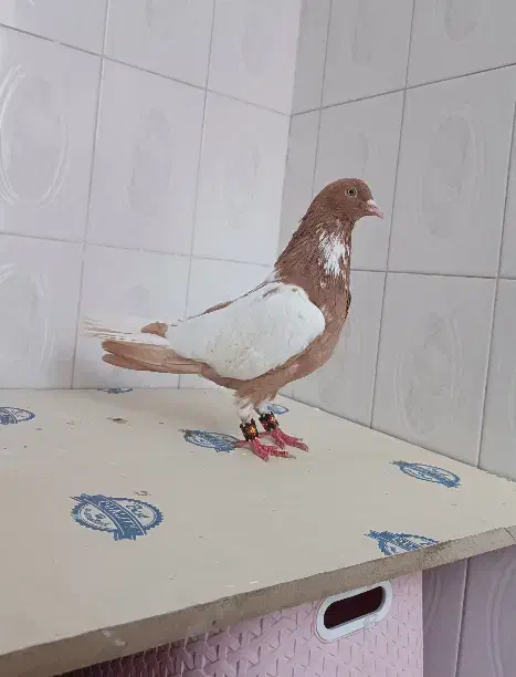 ابلغ افغانی هفت‌رنگ دم سفید کلاغ کربلایی|پرنده|مشهد, دانشجو|دیوار