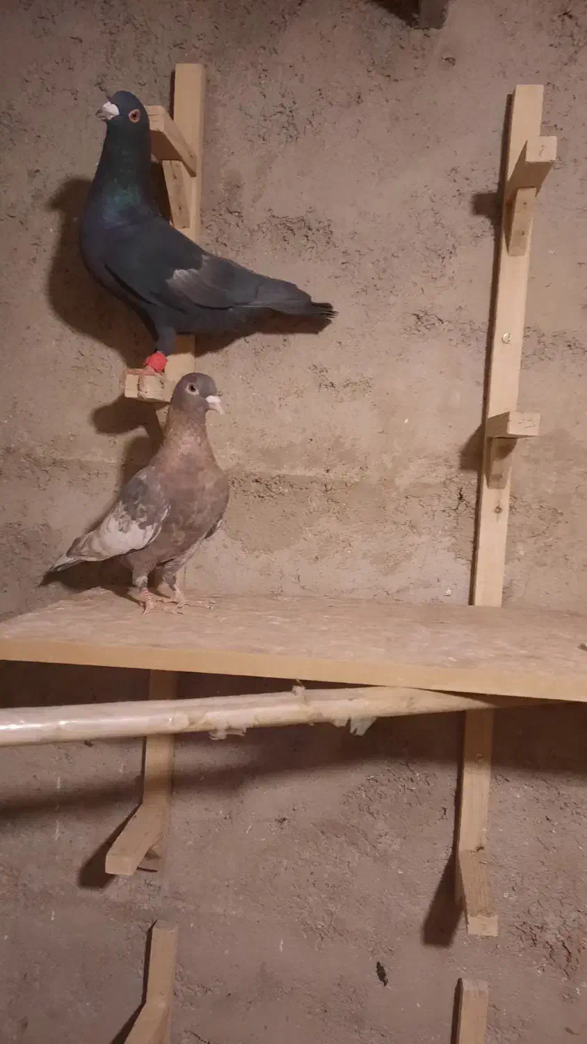 نر و ماده سرک سیاه و تافته ای|پرنده|شیراز, رکنآباد|دیوار