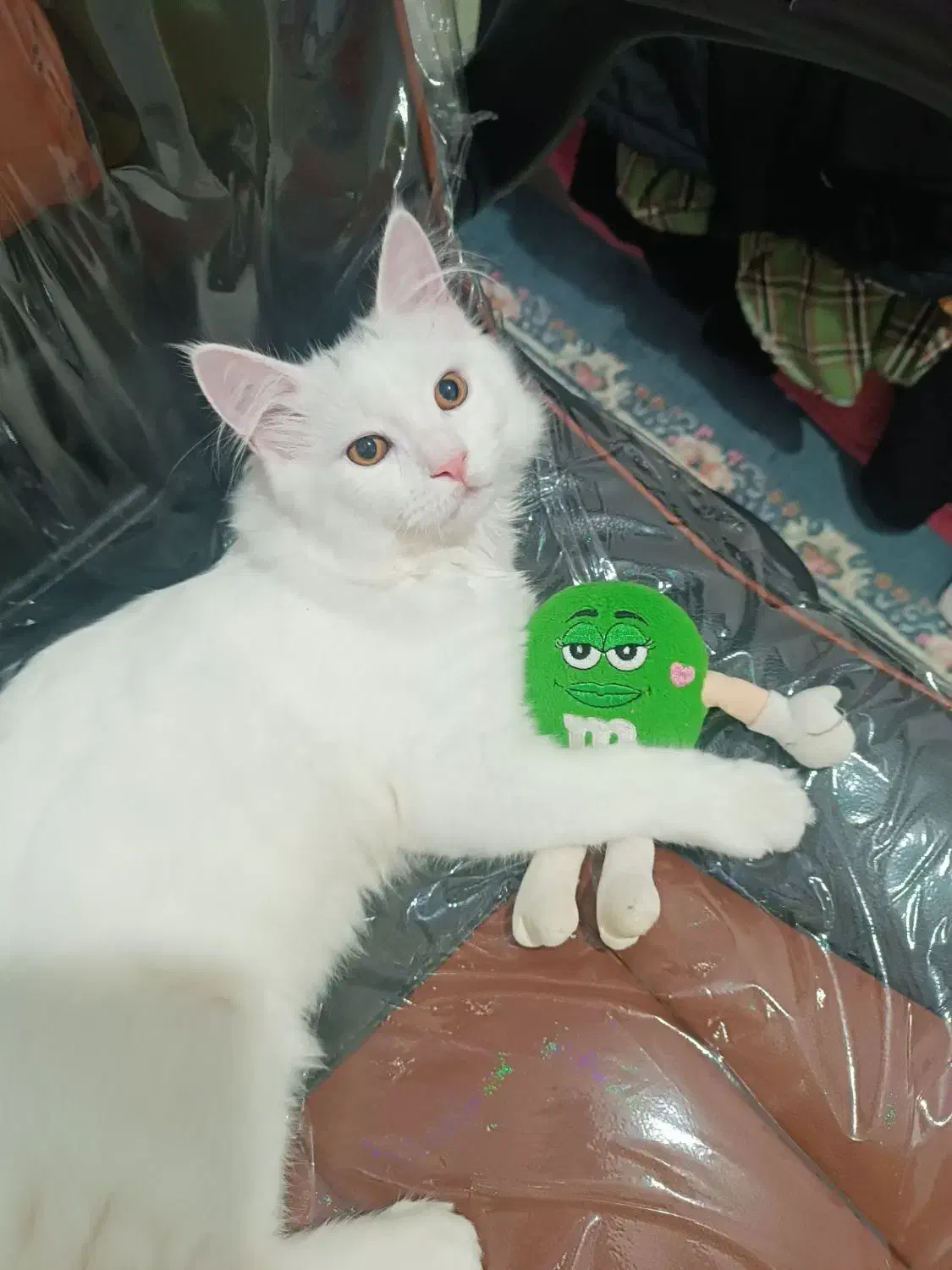 گربه سفید پرشین|گربه|بوشهر, |دیوار