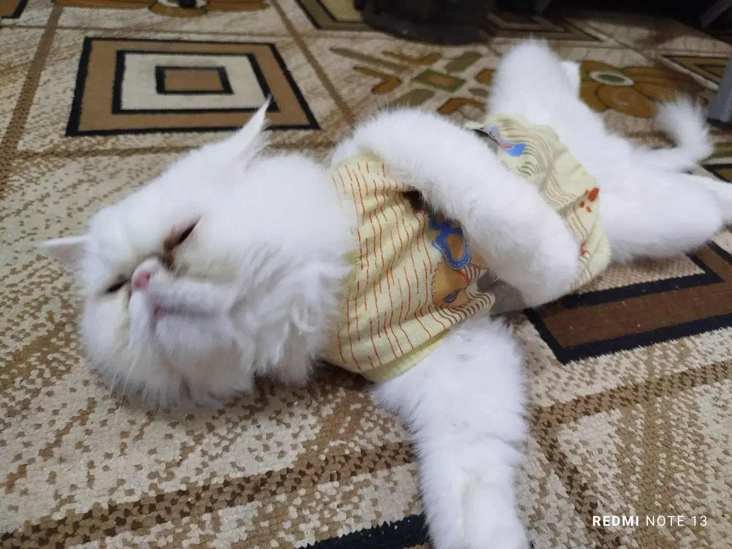 حیوانات|گربه|دلند, |دیوار