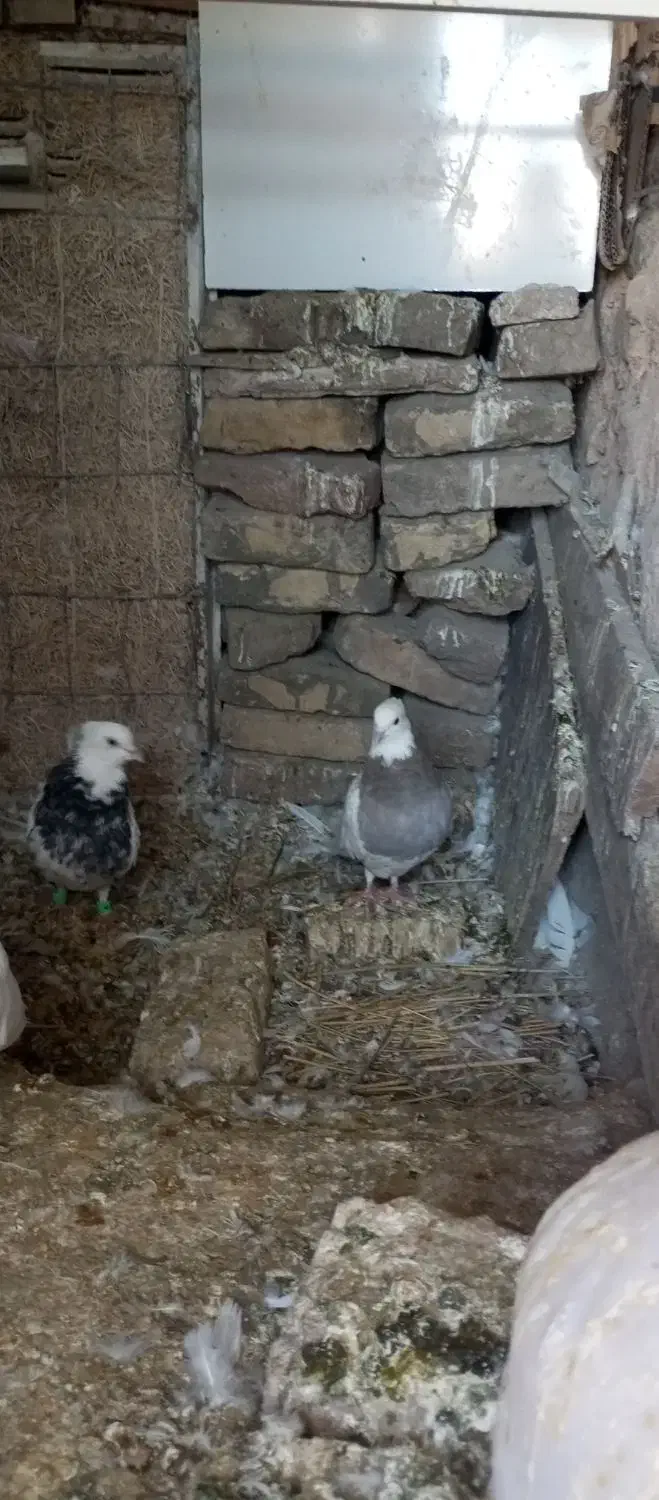 فروشی،طوق|پرنده|فردوس (خراسان), |دیوار