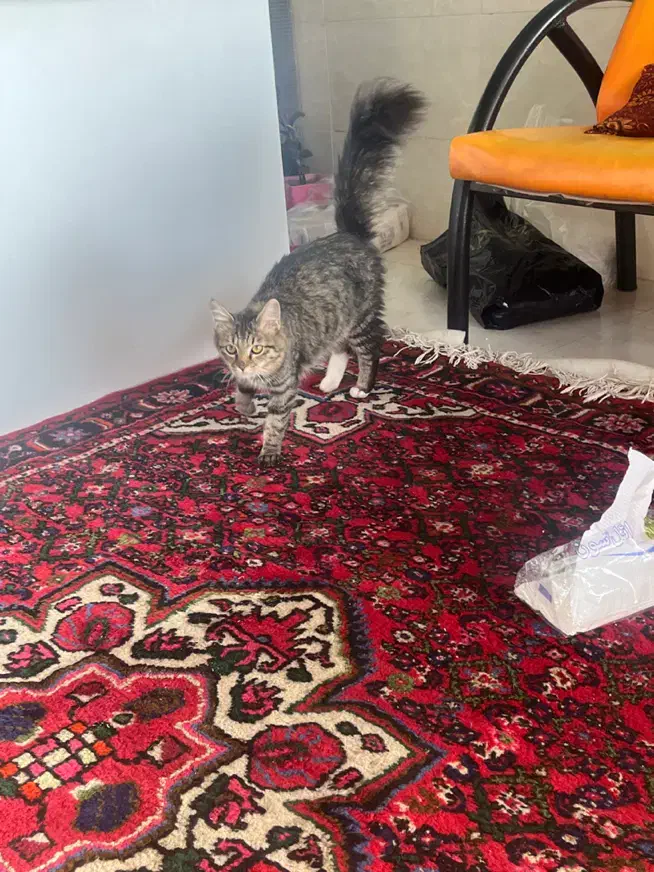 واگذاری گربه|گربه|تبریز, |دیوار