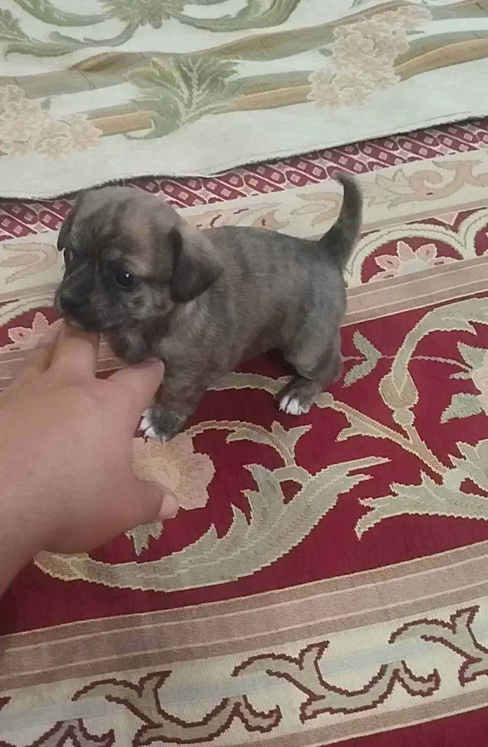 سگ اشپیز پامر روباهی|سگ|فسا, |دیوار