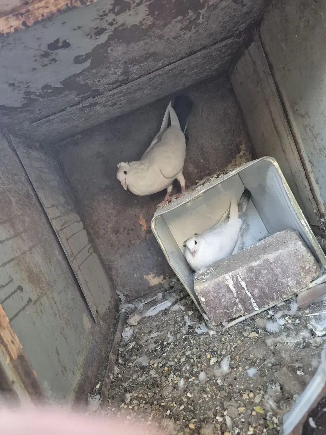 دم سیاه دم سبز جفت|پرنده|رفسنجان, |دیوار