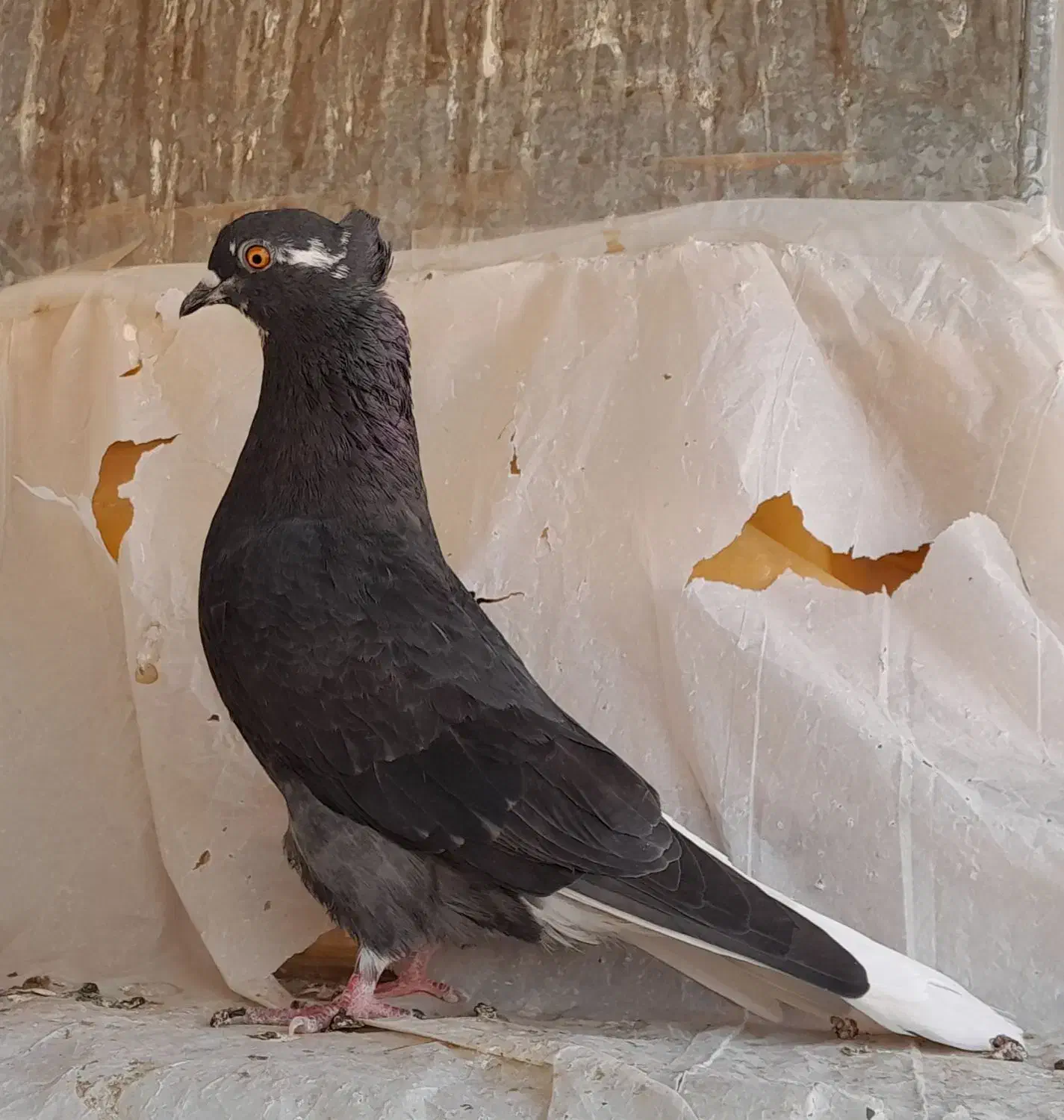 کبوتر نروماده|پرنده|ساوه, |دیوار