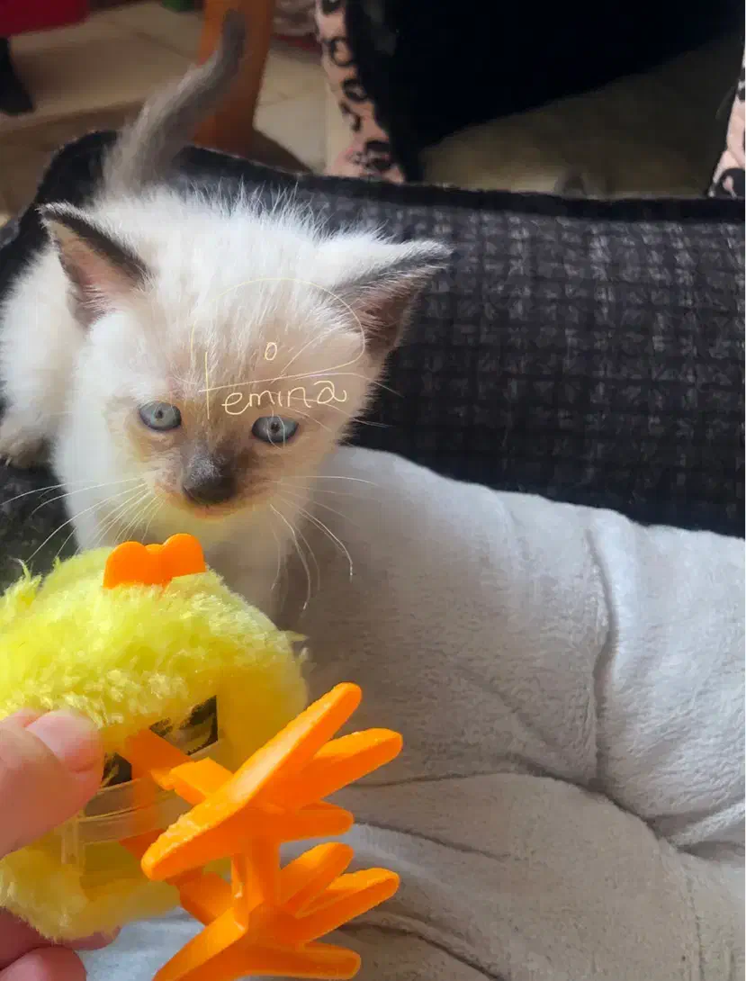 گربه سیامی|گربه|ساری, |دیوار