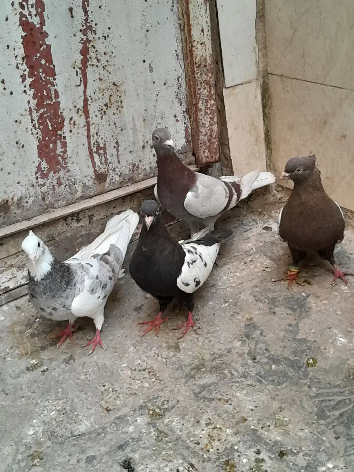 صید|پرنده|مشهد, شهید قربانی|دیوار