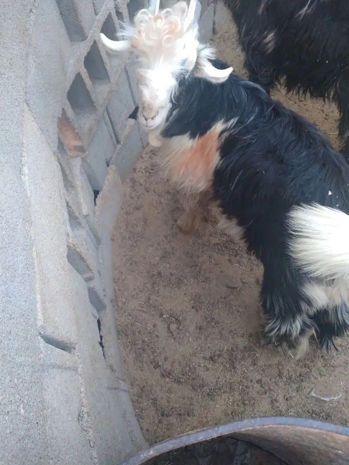 بیگ|حیوانات مزرعه|ایذه, |دیوار