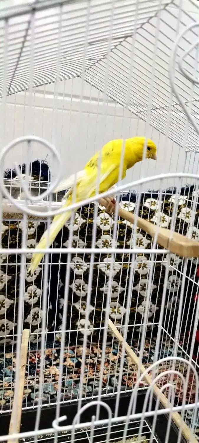 قناری رسمی بلند|پرنده|تفت, |دیوار