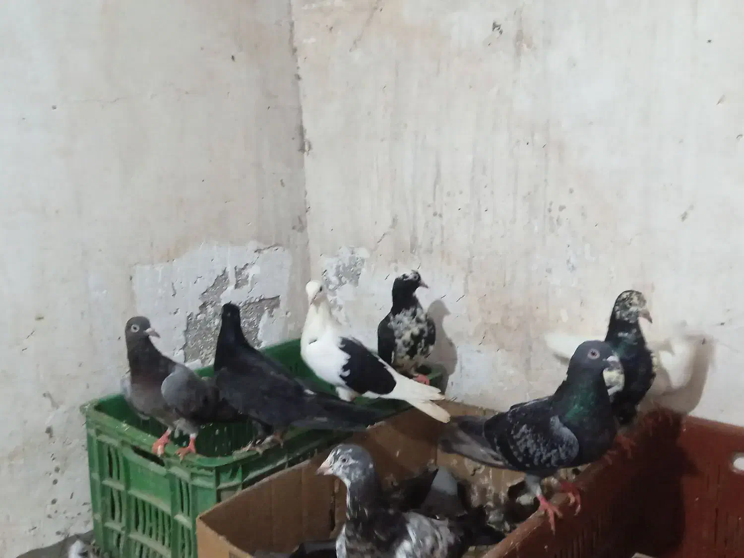 کبوتر دوبر|پرنده|لیسار, |دیوار