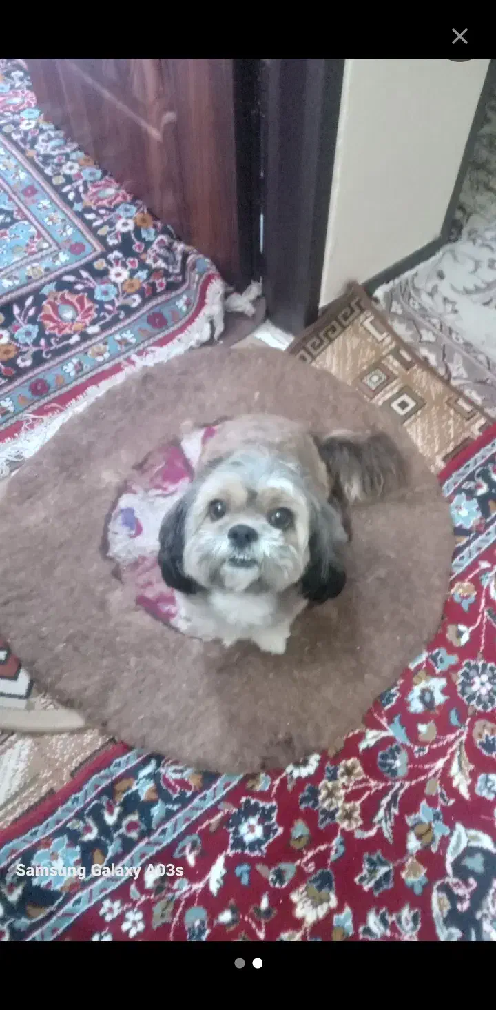 سگ اپارتمانی شیتسو اصیل سوپرفلت|سگ|قرچک, پویینک|دیوار