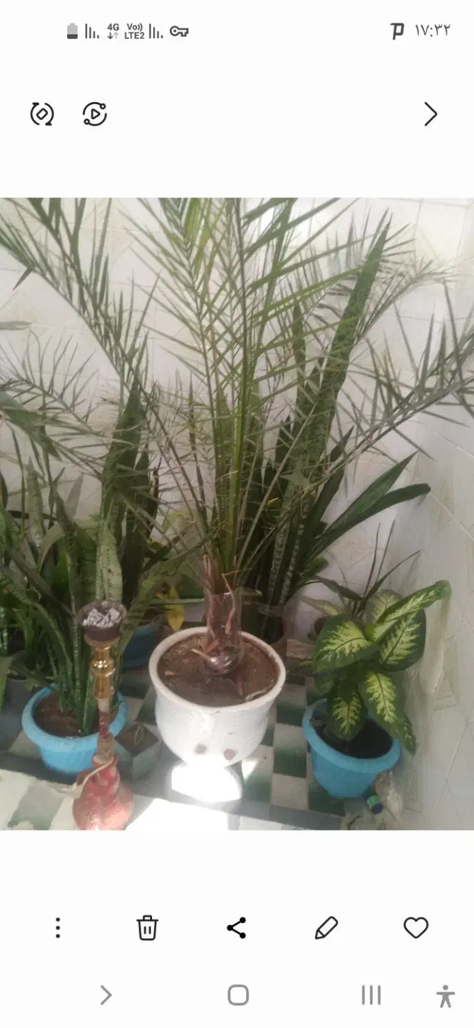 گلهای خانگی|گل و گیاه طبیعی|نظرآباد, نجم آباد|دیوار