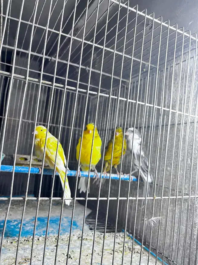 قناری فر|پرنده|مبارکه, |دیوار