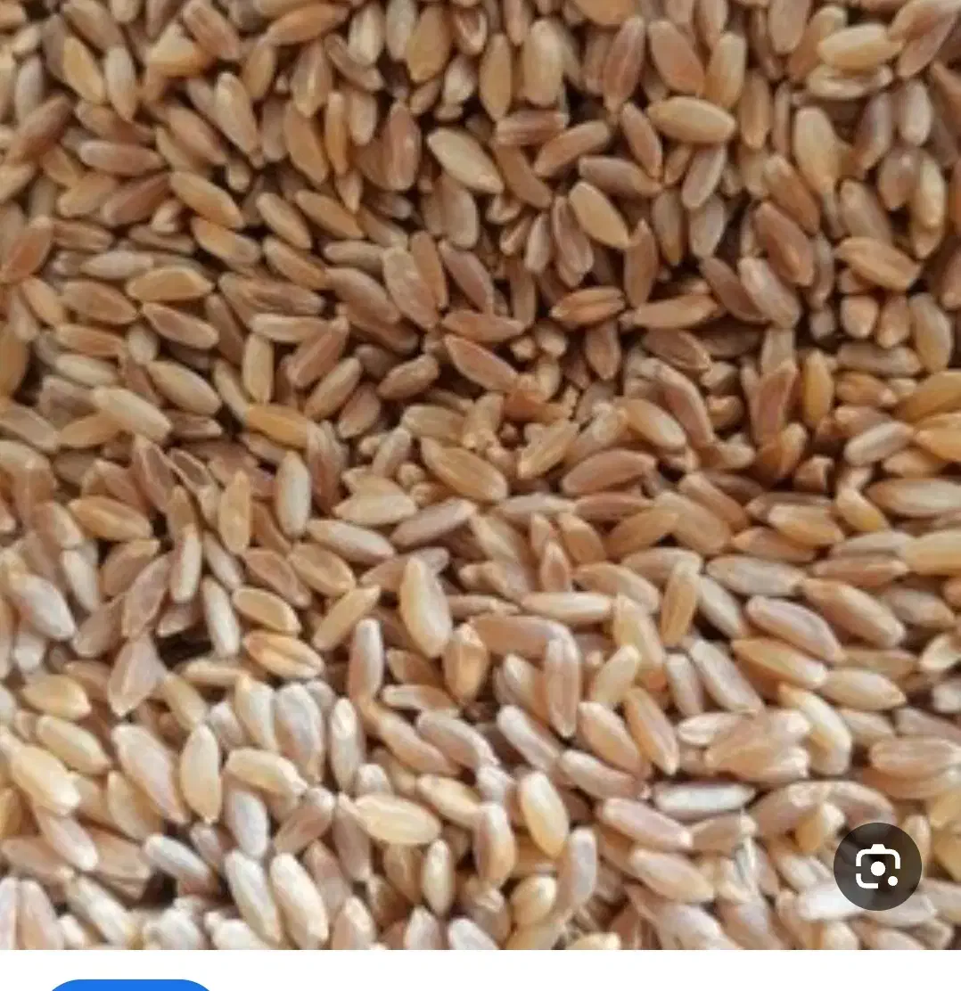 بزر گندم دیمی اذر 2|گل و گیاه طبیعی|ابهر, |دیوار