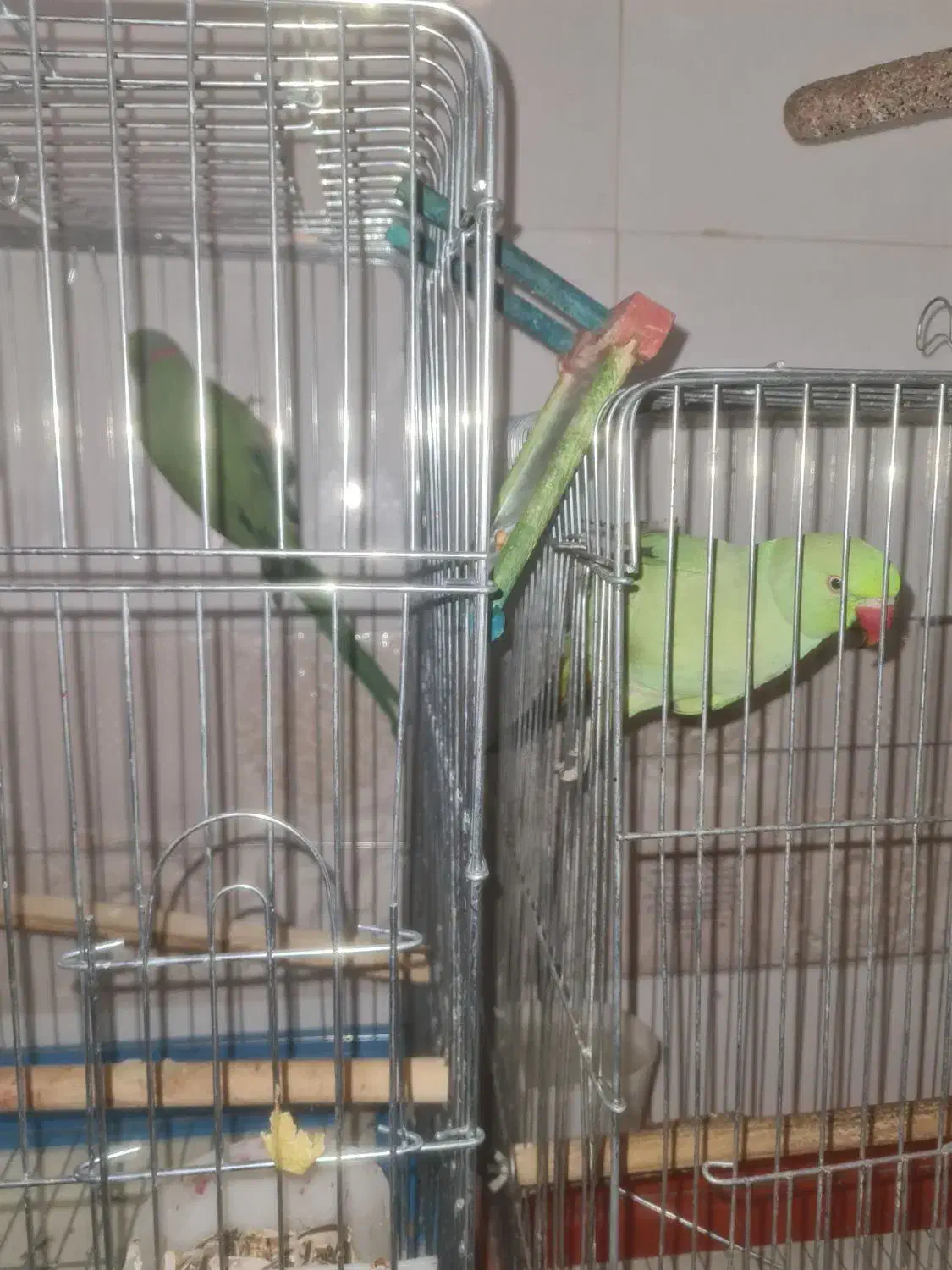 طوطی ملنگو|پرنده|سمنان, |دیوار