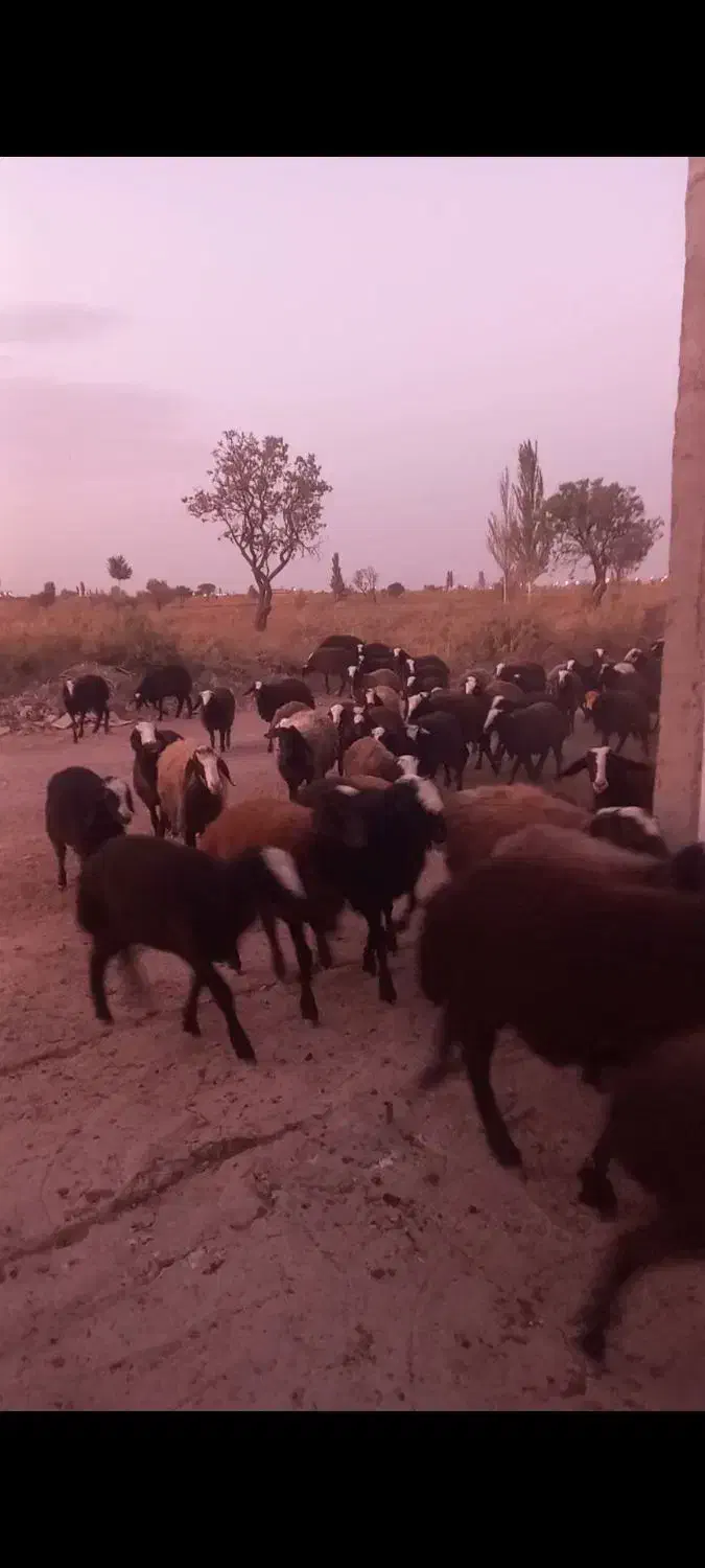 تعداد ۱۰۰رس بره ماده اصیل شال همه یک دست|حیوانات مزرعه|شال, |دیوار