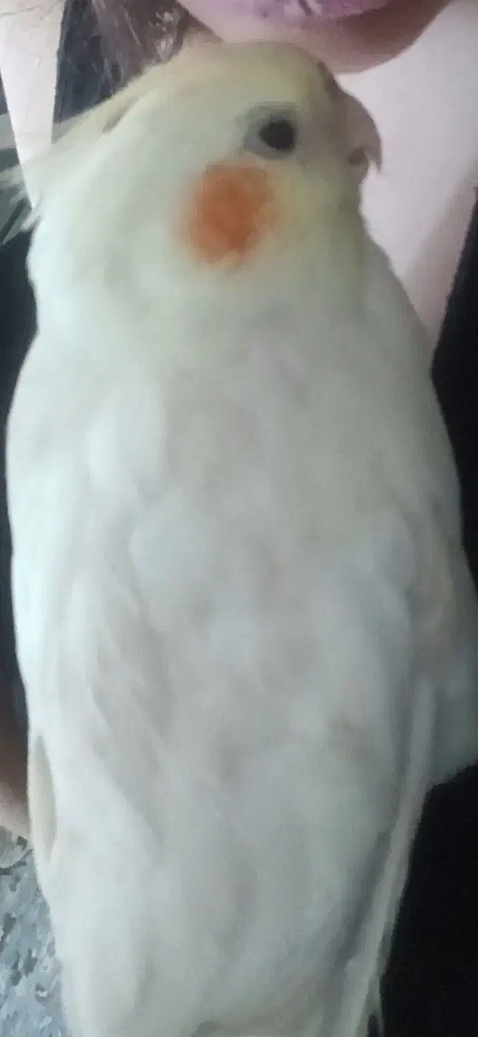 گمشده عروس هلندی|حیوانات|تهران, دکتر هوشیار|دیوار