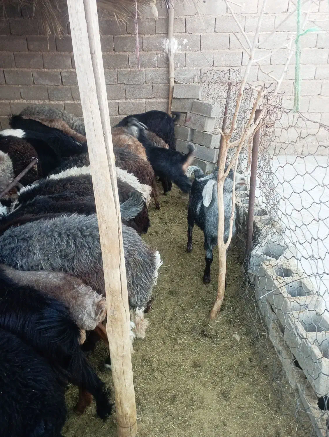 فروش تعدادی کهره و بره چاق|حیوانات مزرعه|داراب, |دیوار