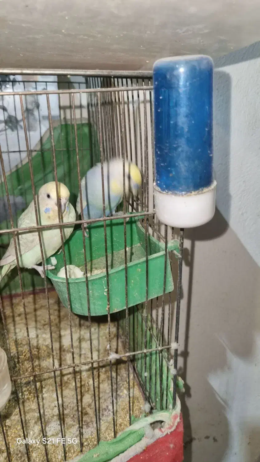 مرغ عشق تک رنگ کم یاب|پرنده|کرمانشاه, |دیوار