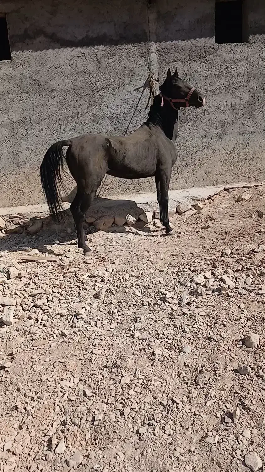 اسب نریان|اسب و تجهیزات اسبسواری|ایلام, |دیوار