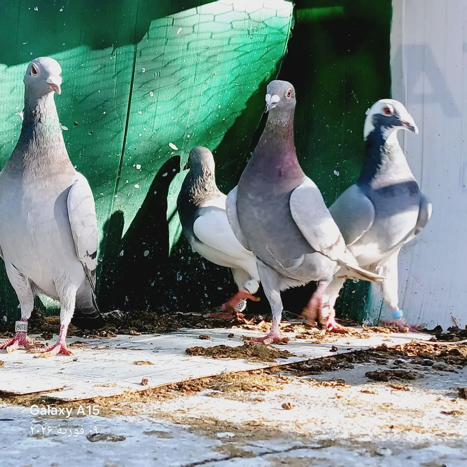 یهودی. دسته سبز کوهی|پرنده|شیراز, شهرک قمشه|دیوار