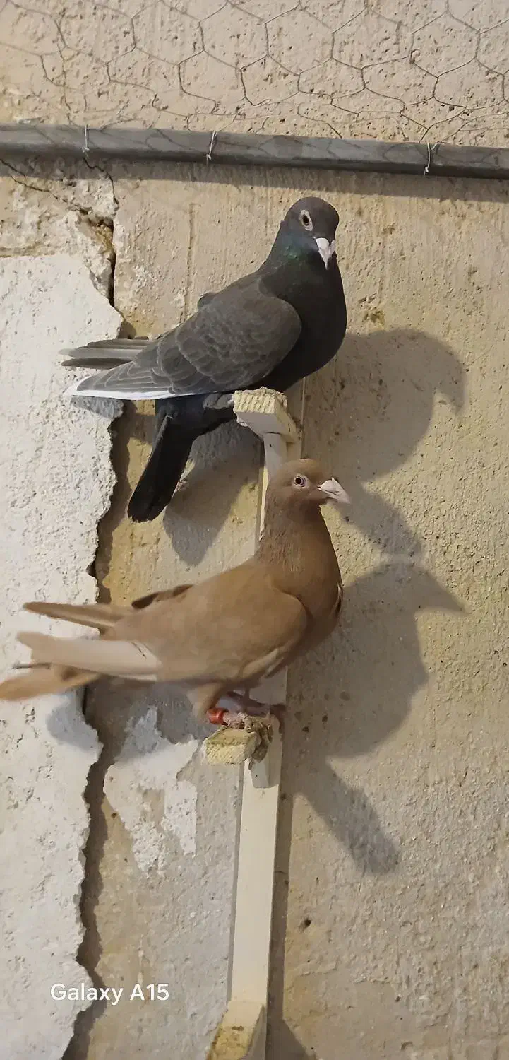 کبوتر ماده|پرنده|شیراز, شهرک مهدیه|دیوار