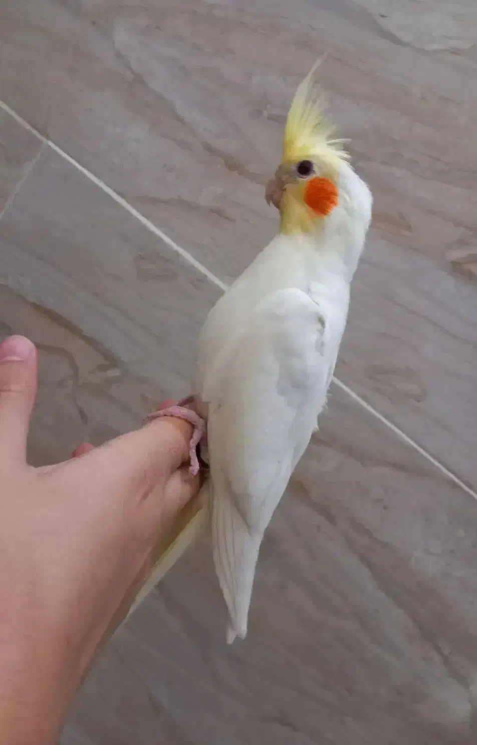 عروس هلندی لوتینو|پرنده|مهریز, |دیوار