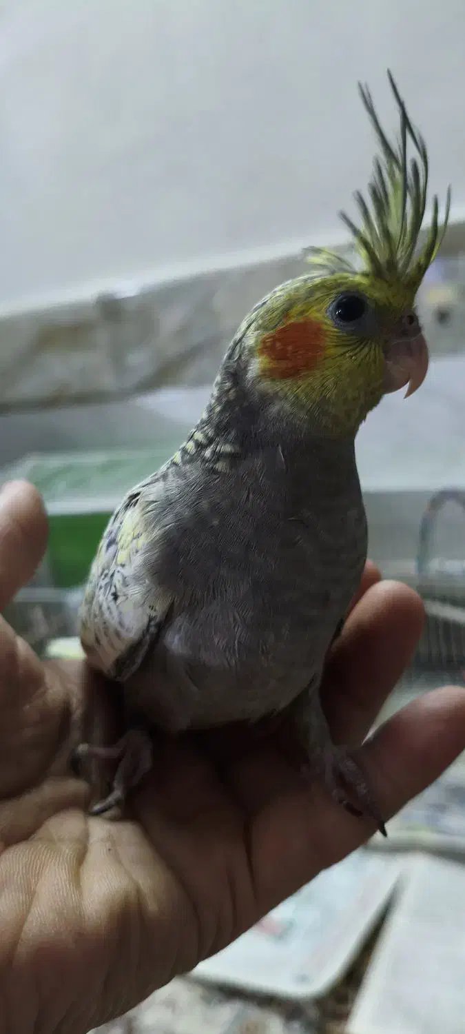 جوجه عروس هلندی|پرنده|مشهد, نیزه|دیوار