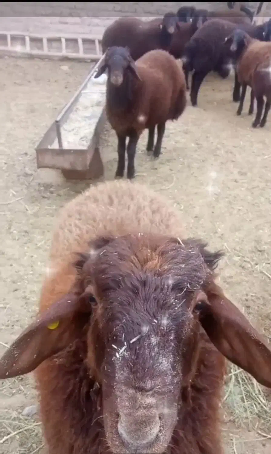 بره قوچی همو و هترو نژاد دار|حیوانات مزرعه|تایباد, |دیوار