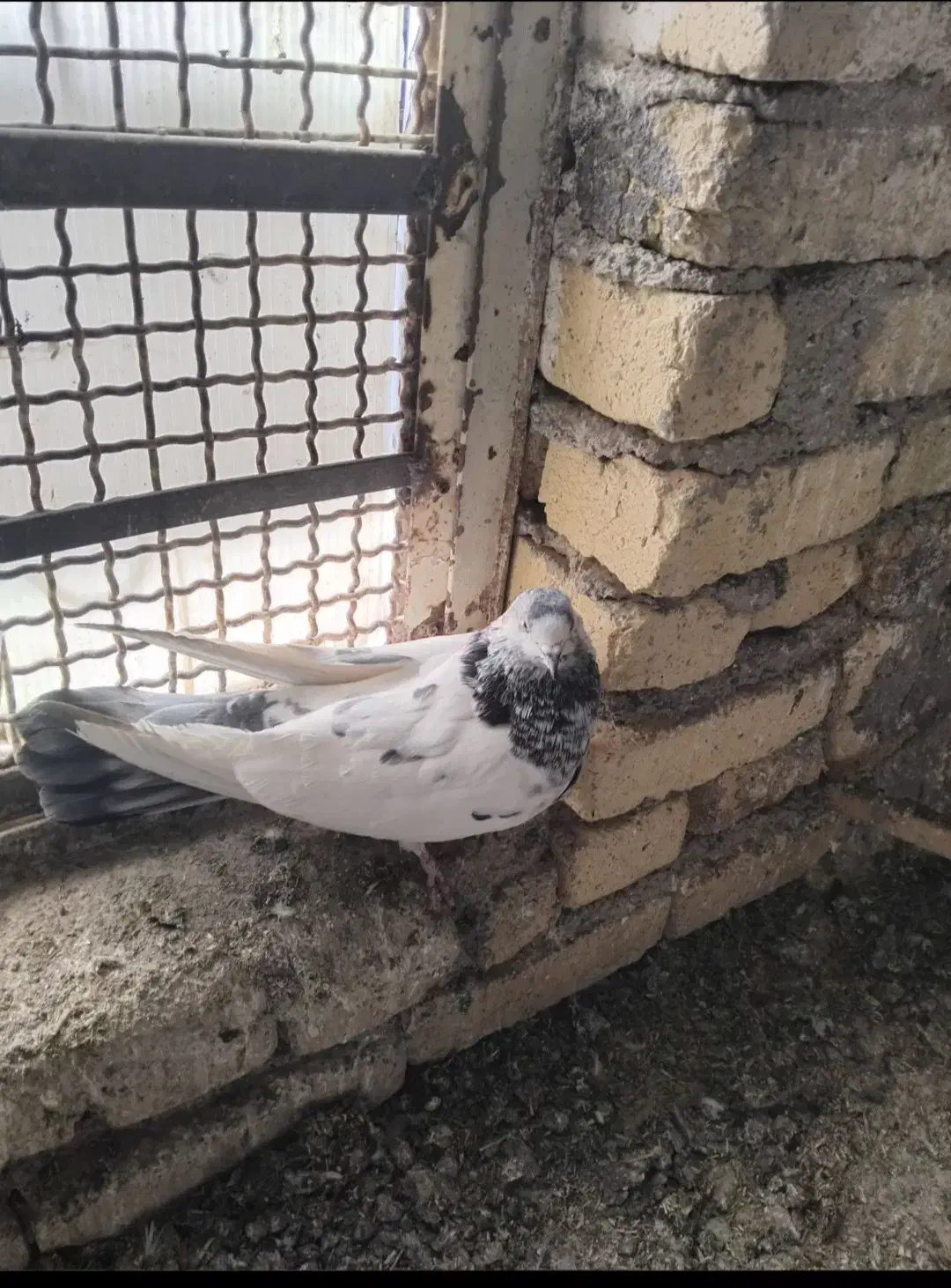 کبوتر|پرنده|فرمهین, |دیوار