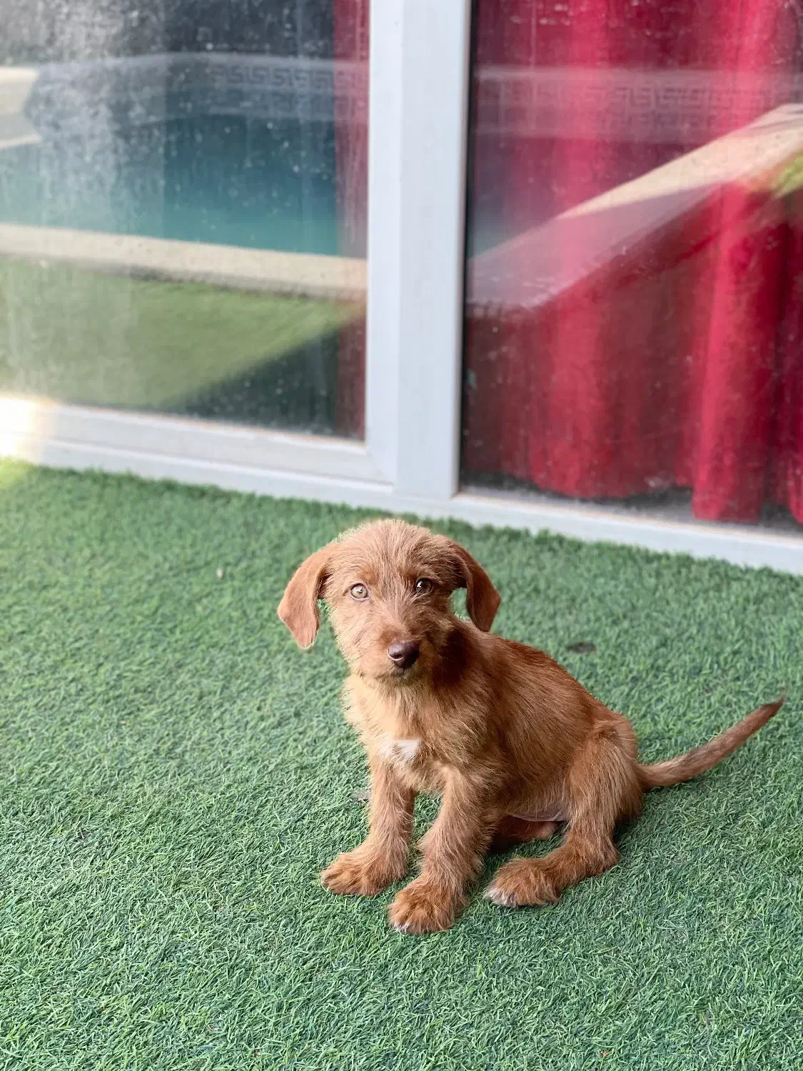 واگذاری سگ|سگ|کرج, ساماندهی|دیوار