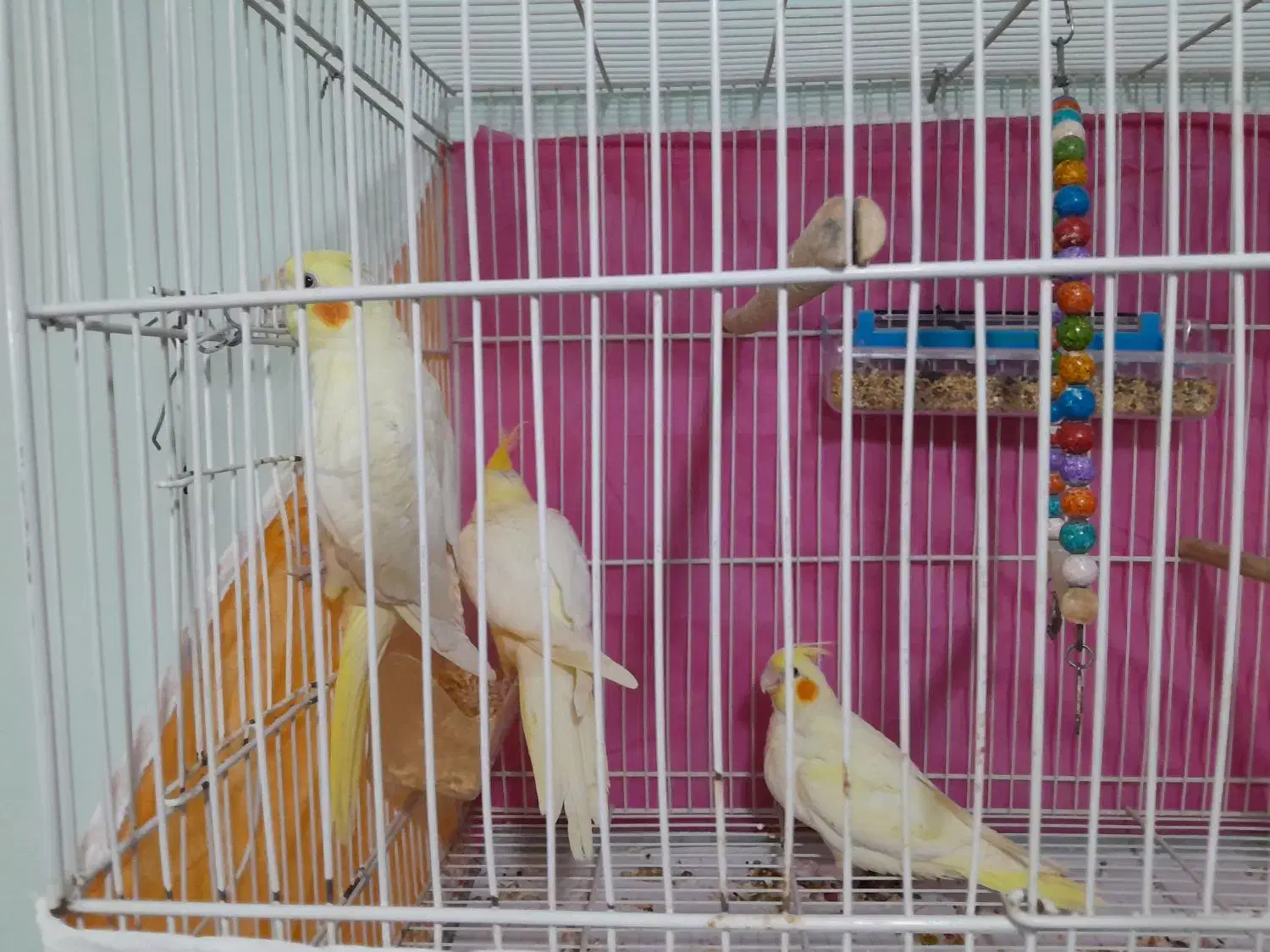 جفت مولد روی تخم و عروس دستی|پرنده|مشهد, شهید علی محمدی|دیوار