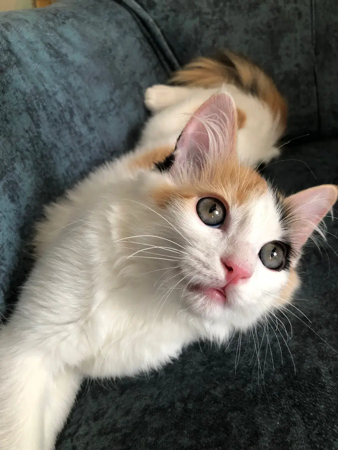 گربه DLH 6 ماهه|گربه|اندیشه, اندیشه فاز ۴|دیوار