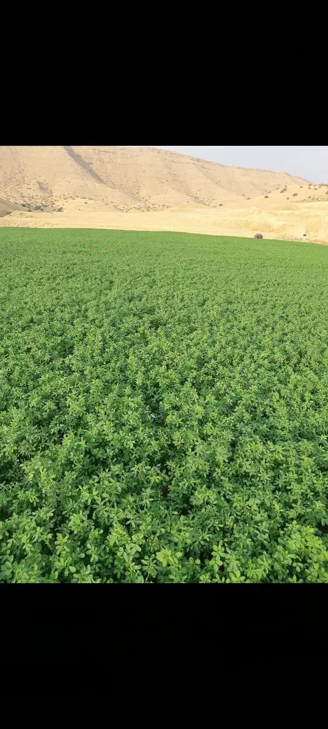 یونجه آخون|خدمات باغبانی و درختکاری|دهدشت, |دیوار