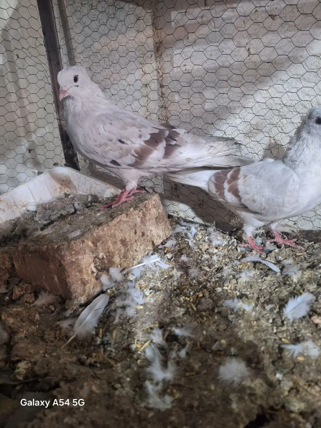 کبوتر دوکت پلنگ|پرنده|اصفهان, ارداجی|دیوار