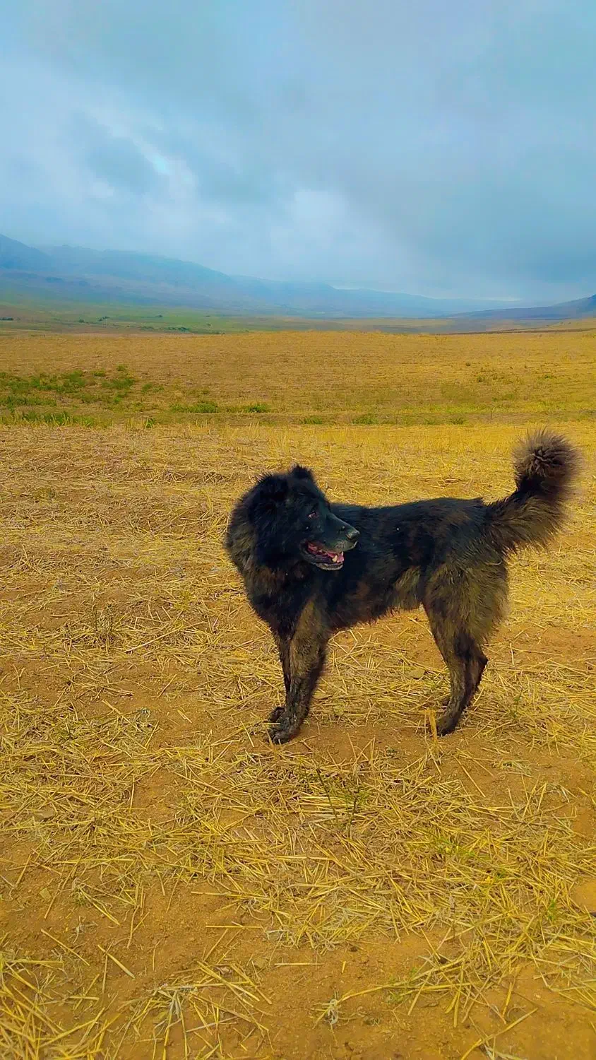 قیمت ۴ میلیون|سگ|انگوت, |دیوار