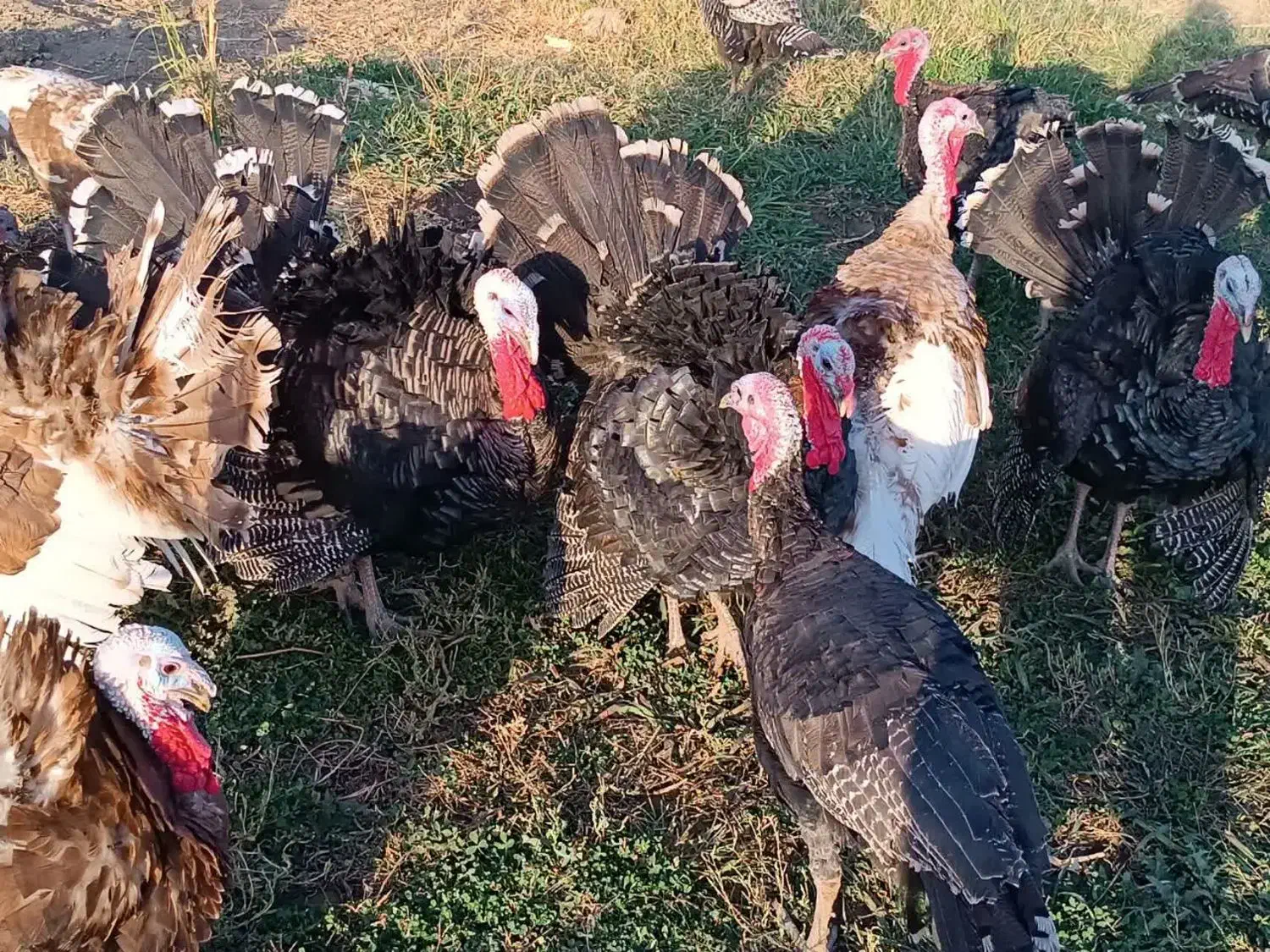 فروش فوری بوقلمون ارگانیک وزن بالا|حیوانات مزرعه|بروجرد, |دیوار