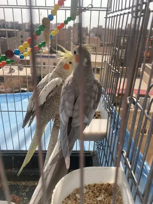 عروس هلندی|پرنده|شریفآباد, |دیوار