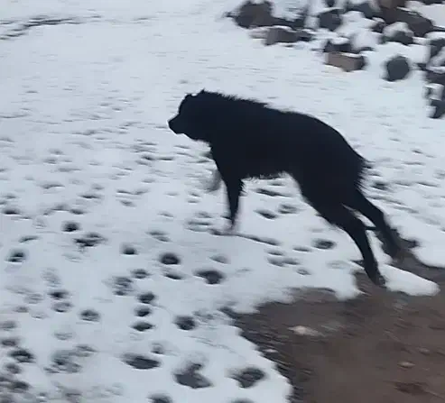 سگ گله ای|سگ|بکتاش, |دیوار