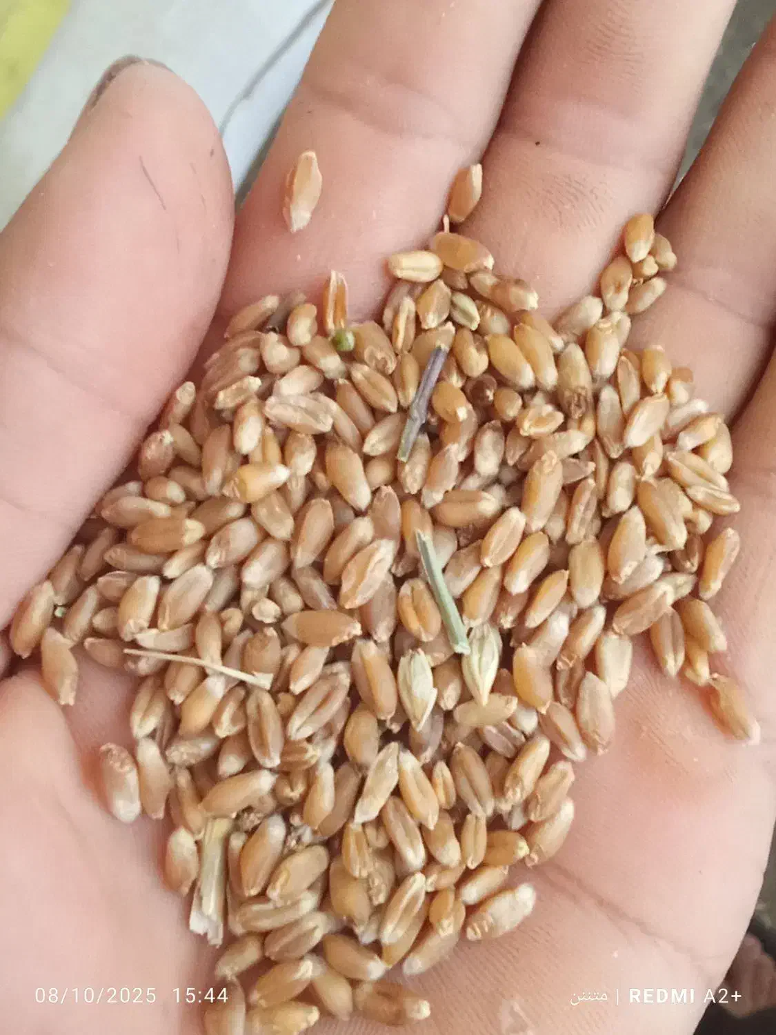 گندم|گل و گیاه طبیعی|صادق آباد, |دیوار